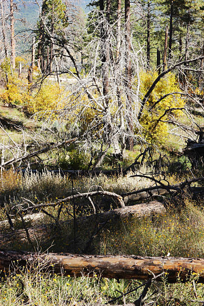 istock Woodland Fallen Tree Forest Landscape 187168740