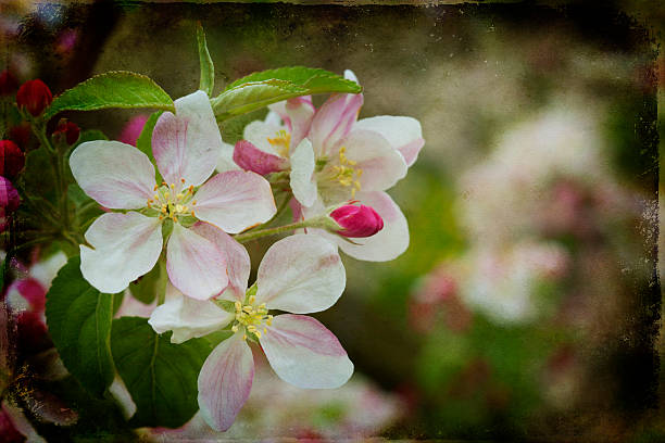 istock Blossom apples garden in the Spring 187168882