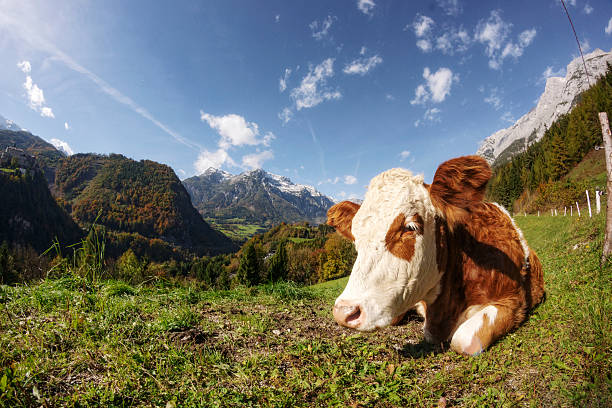 istock Cow in the Alps 187169056