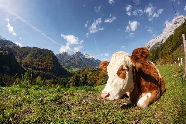 Cow resting on a pasture in the Alps in mid-Autumn.