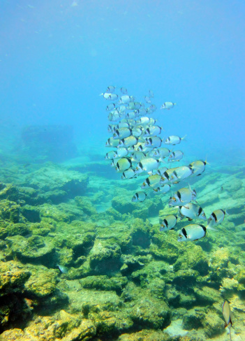 Breams of Aegean Sea