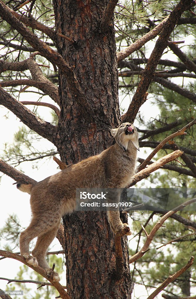 Lynx Canadensis rondar Wild Cat la lengua - Foto de stock de Animales cazando libre de derechos