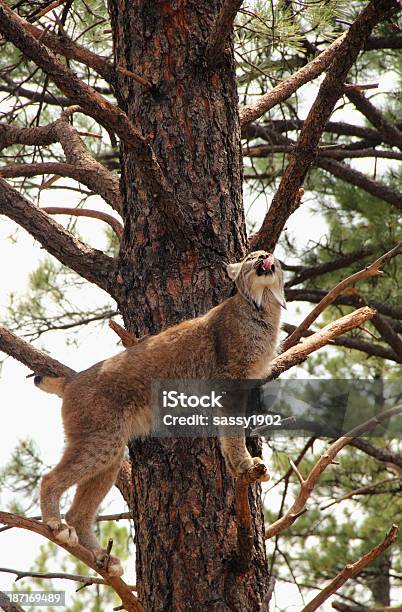Lynx Canadensis Rondar Wild Cat La Lengua Foto de stock y más banco de imágenes de Animales cazando - Animales cazando, Lince, Aire libre