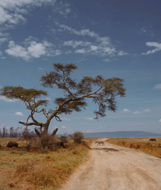 Safari in Kenya
