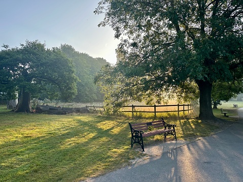 A beautiful scenic view of light shining through the trees in a park.