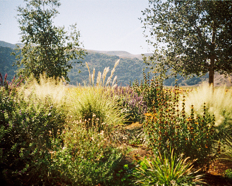 Filoli historic garden photos shot in Woodside, California.