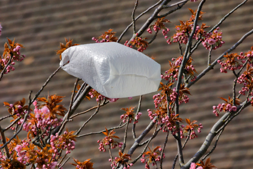 White plastic bag billowing in the wind