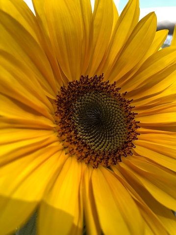 A close up of a yellow sunflower blossom