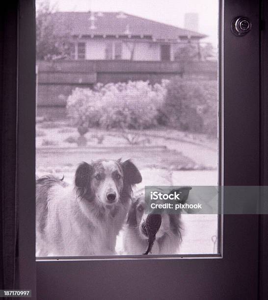 Foto de Casa Ligue Para e mais fotos de stock de Amizade - Amizade, Animal de estimação, Bichos Mimados