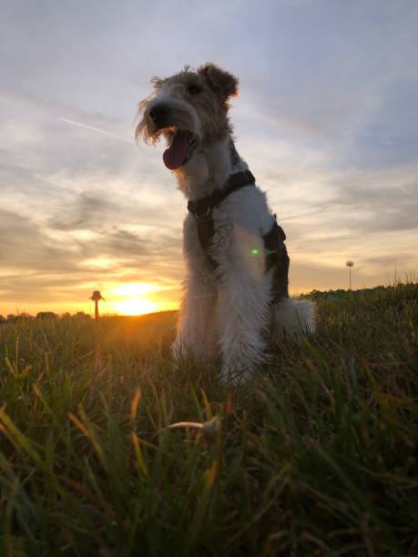 istock A dog enjoys the sunset on a green meadow while the camera captures him from below. A scene full of peace and beauty. 1871713166