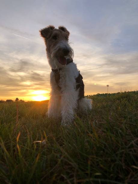 istock Quiet evening the serenity of a dog during sunset 1871713607