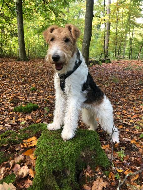 istock A dog stands with two paws on a moss-covered tree stump in the forest 1871718829