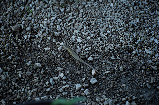 summer
on the gravel ground
moving lizard