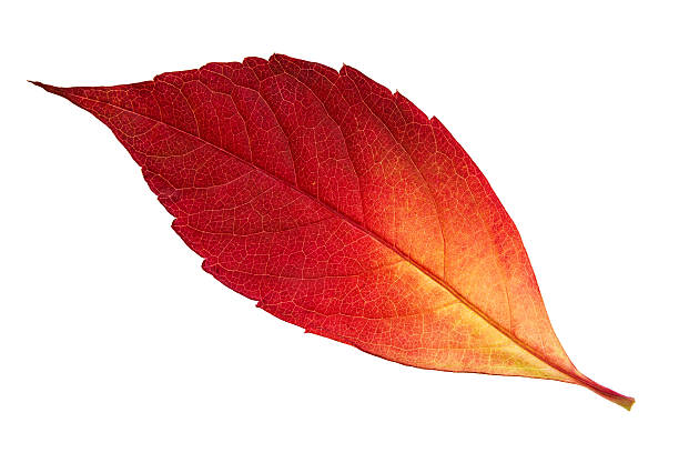 vermelho folha autum - vibrant color leaf bright drop - fotografias e filmes do acervo