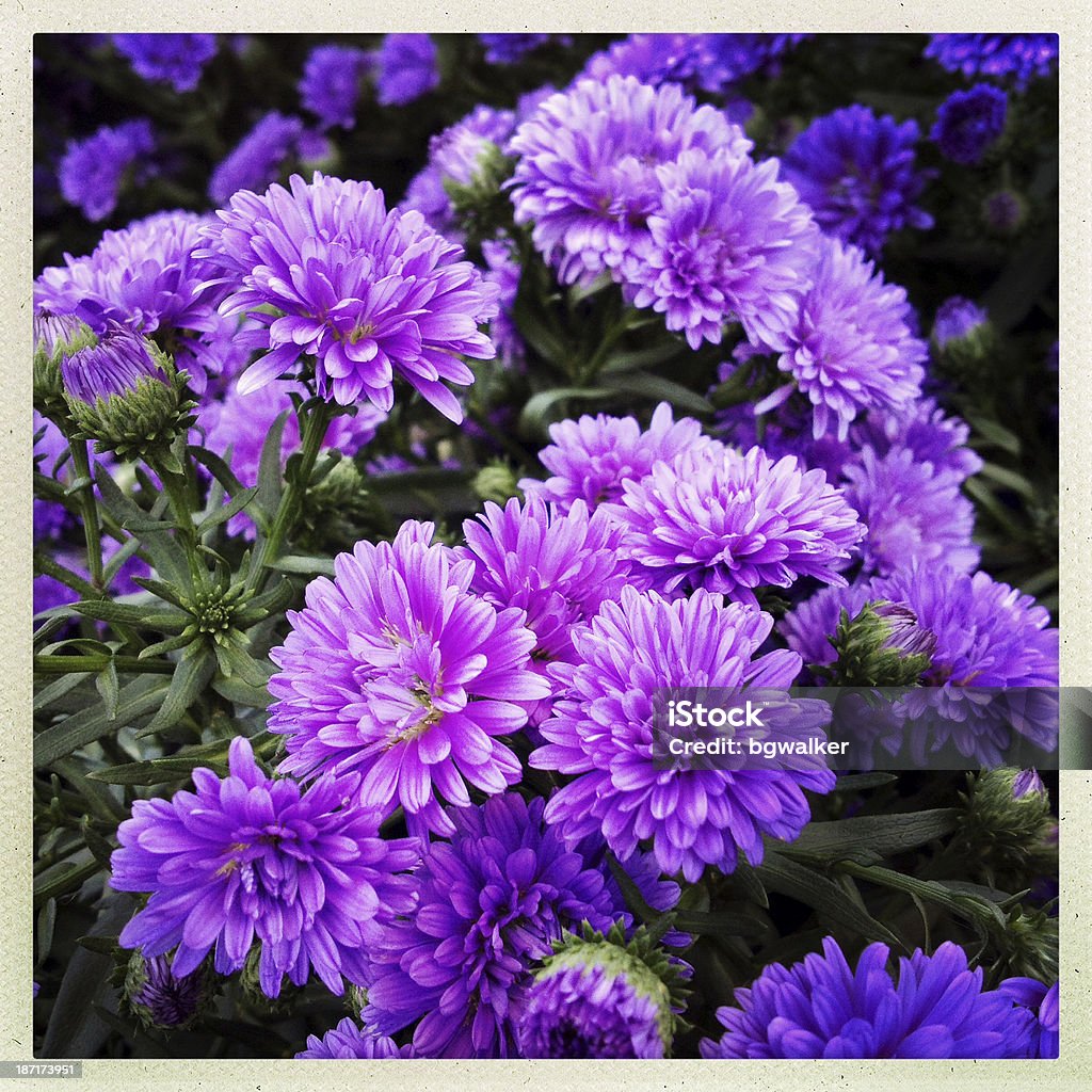 Autunno lavanda Chrysanthemums - Foto stock royalty-free di Aiuola