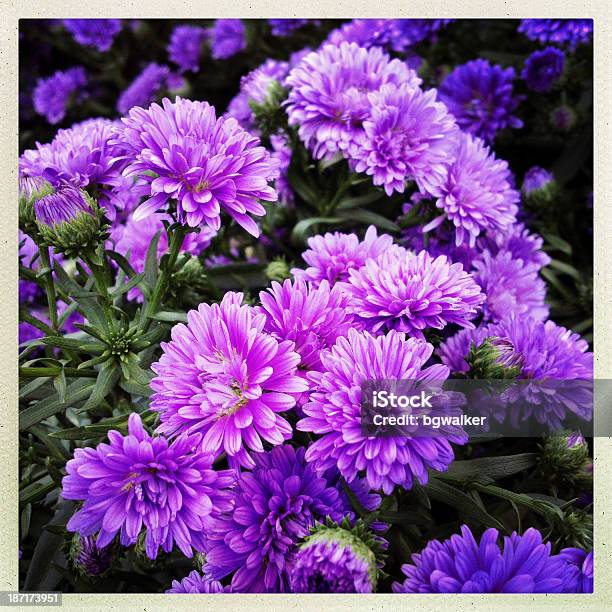 Autunno Lavanda Chrysanthemums - Fotografie stock e altre immagini di Aiuola - Aiuola, Ambientazione esterna, Annuale - Attributo floreale