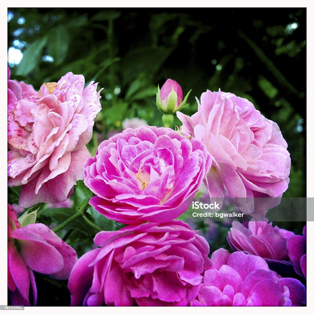 Rose rosa settembre - Foto stock royalty-free di Aiuola