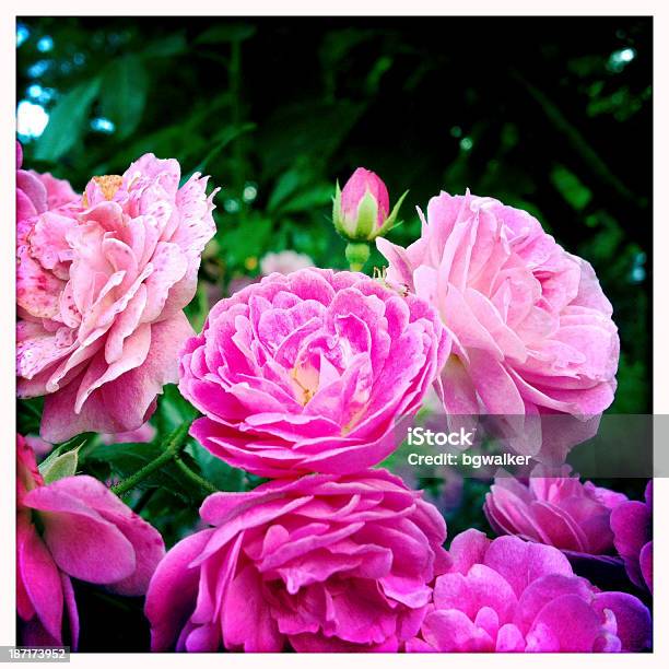ローズピンク 9 月 - しおれているのストックフォトや画像を多数ご用意 - しおれている, スクエア, ピンク色