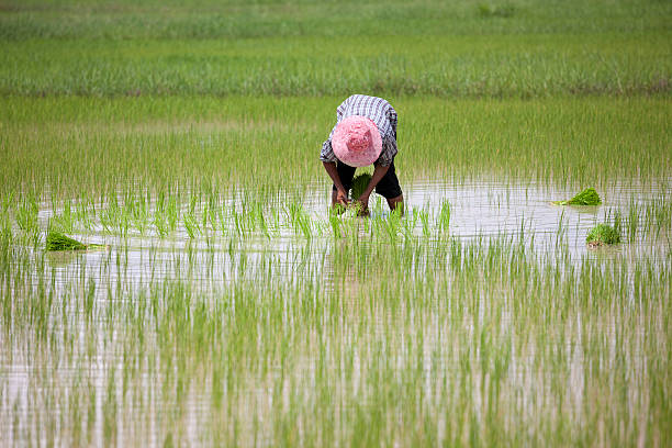 istock Planting rice seedlings, Thailand, Southeast Asia. 187174054
