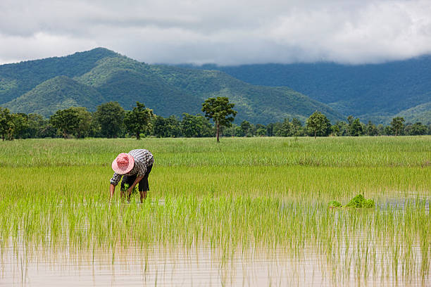 planter des graines de riz, de thaïlande, d'asie du sud-est. - developing countries farmer rice paddy asia photos et images de collection