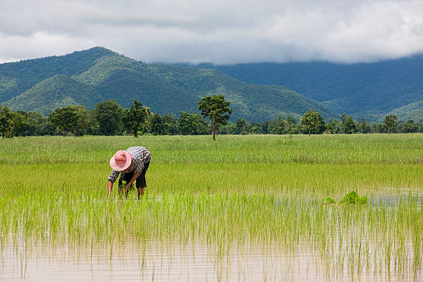 piantare semi di riso, tailandia, sud-est asiatico. - developing countries farmer rice paddy asia foto e immagini stock