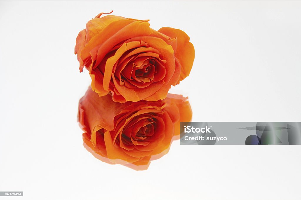 rose reflexo - Foto de stock de Amor royalty-free