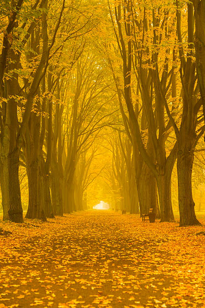 Autumn Alley in the Park - 36 Mpx