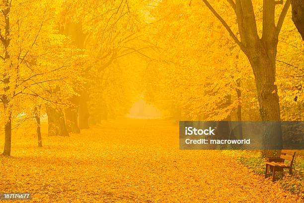 Parco Di Vicolo In Autunno 36 Mpx - Fotografie stock e altre immagini di Albero - Albero, Ambientazione esterna, Ambientazione tranquilla