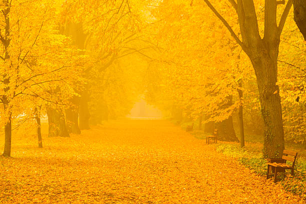 istock Autumn Alley in the Park - 36 Mpx 187174677