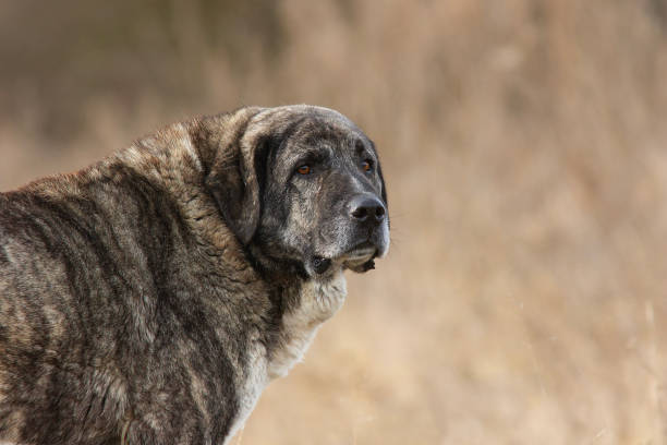 istock beautiful asian shepherd closeup 1871748800