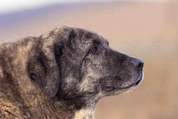 istock Kangal Dog Portrait 1871748834