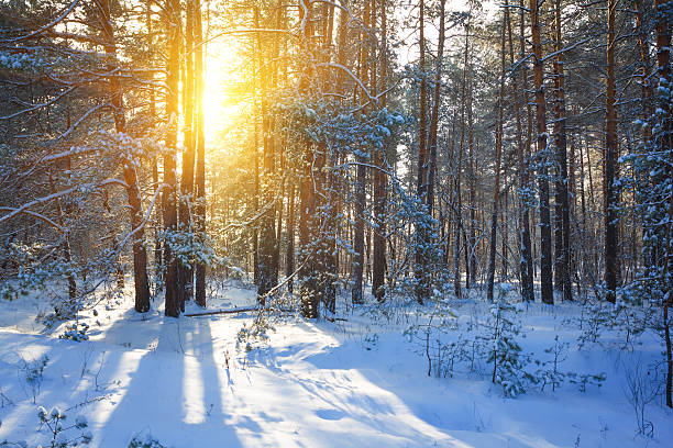 istock winter forest by a sunny day 187174927