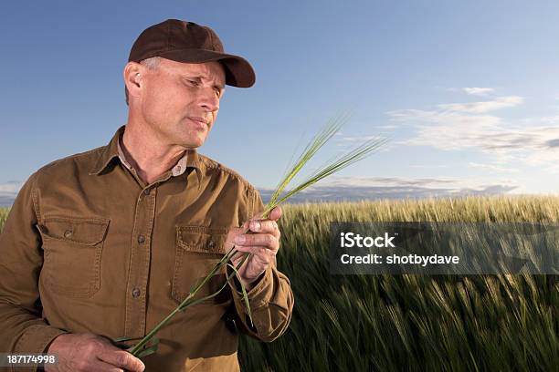 Agricultor Colheita De Inspecção - Fotografias de stock e mais imagens de Agricultor - Agricultor, Agricultura, Ao Ar Livre