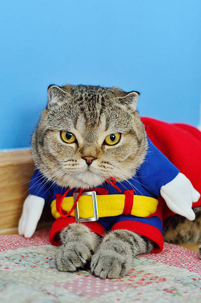 istock Scottish Fold cat in Supper man Cloth 187175006