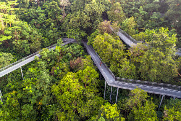istock Forest walkway in Singapore 1871766985