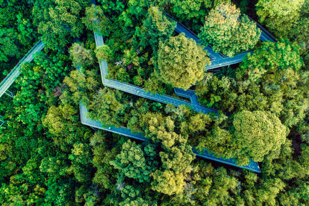 Aerial view of forest walkway
