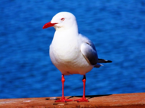 Kelp Gull, Larus dominicanus, aka Dominican Gull, standing on a rock against a defocussed background of the Pacific Ocean in central Chile.