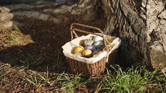 Next to a large pine tree in the forest, there is a woven basket with decorated Easter eggs. Close-up.