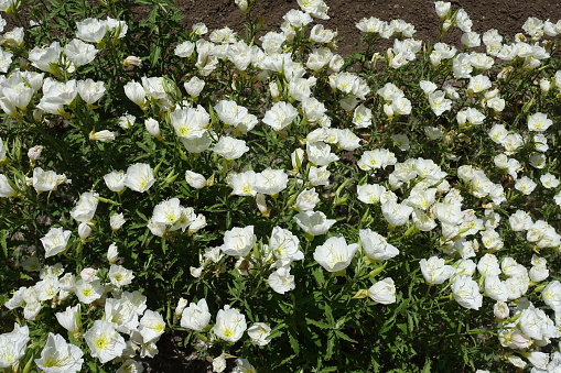 Plenty of white flowers of Oenothera speciosa in June