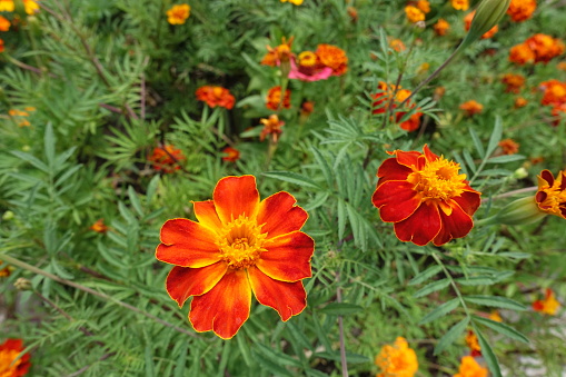 Single red and yellow flowers of Tagetes patula in July