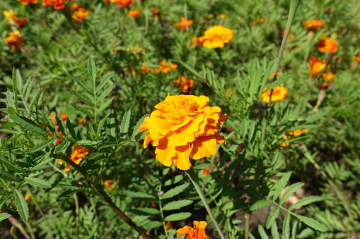 A flower of double orange Tagetes patula in August