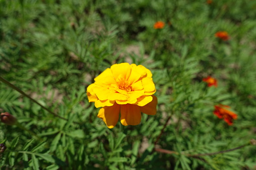 Yellow flower of double Tagetes patula in July