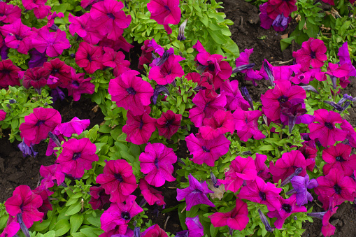 Lush green foliage and magenta colored flowers of petunias in mid July