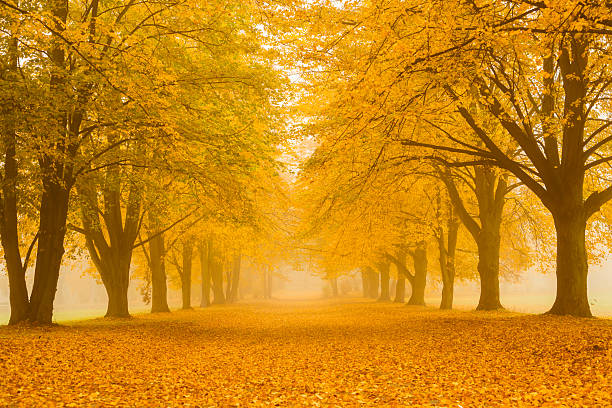 Autumn Alley in the Park - 36 Mpx
