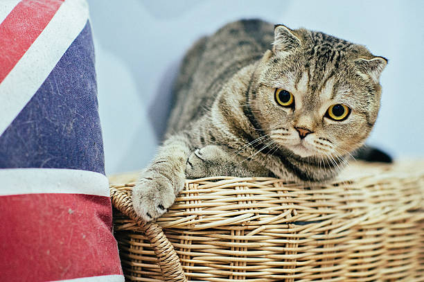 Brown Tabby Scottish Fold Cat stock photo