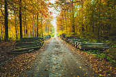 Dirt road through autumn forest and piles of wood, October day