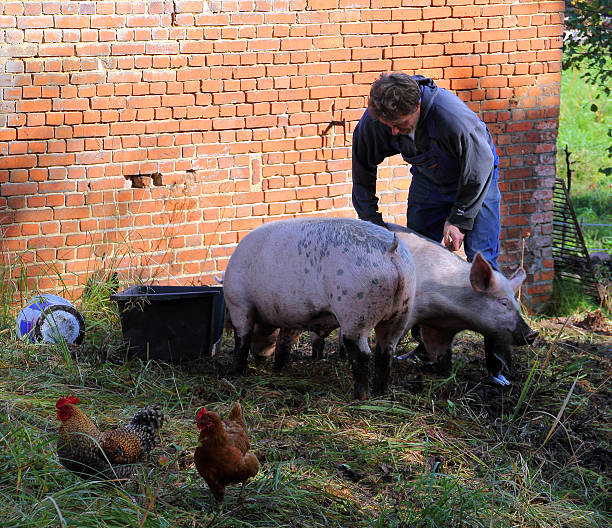 organic farmer with his pigs stock photo