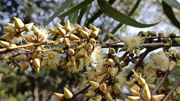 istock Murray red gum, River red gum, Eucalyptus camaldulensis 1871801186