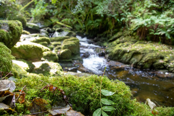 il bellissimo parco nazionale di killarney - contea di kerry - irlanda - tranquil scene colors flowing water relaxation foto e immagini stock