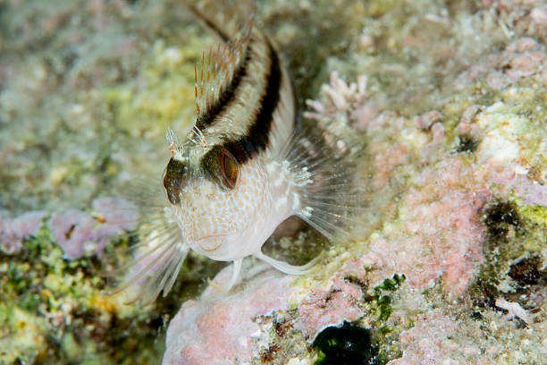 parablennius pilicornis - ringneck blenny / variable blenny